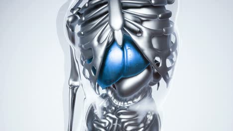 Human-Liver-Model-with-all-Organs-and-Bones