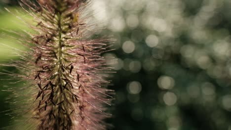 macro shot of miscanthus grass with fluffy flowers on tall stems