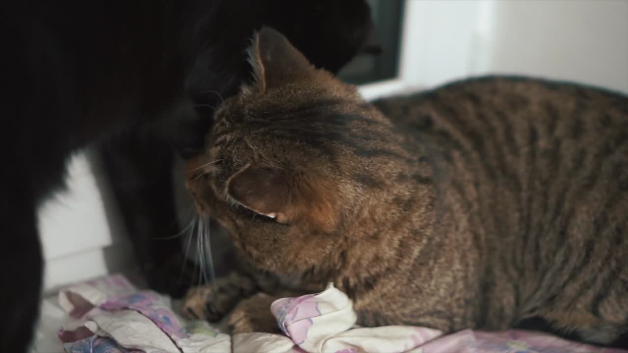 dos gatos interactuando entre sí