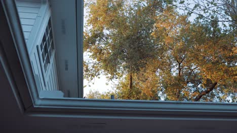 An up-view of a tree, hanging over a house, recorded at 6o frames