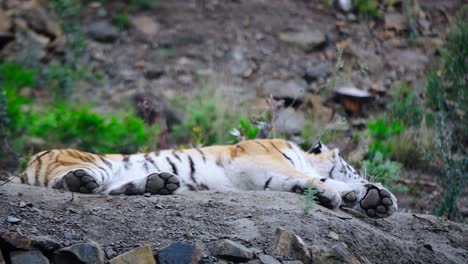 tiger is sleeping in the wild while another tiger walks by