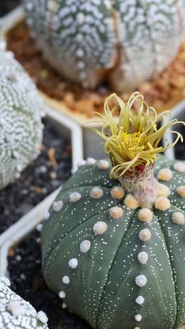 various cacti in pots at a market