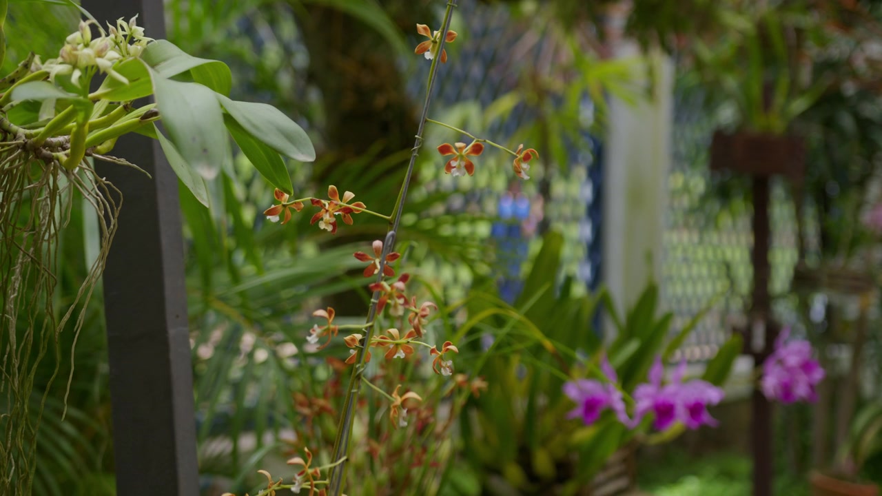 Un alto grappolo di piccole orchidee arancioni con labelli bianchi pende davanti a fogliame verde sfocato e a uno schermo a traliccio blu