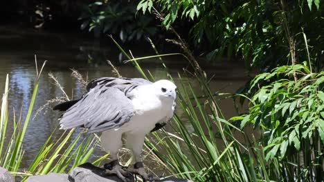 harpy eagle launches and flies over lush riverbank