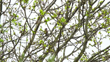 European-goldfinch-in-tree-with-thick-branches-preens-feathers-and-flies-away