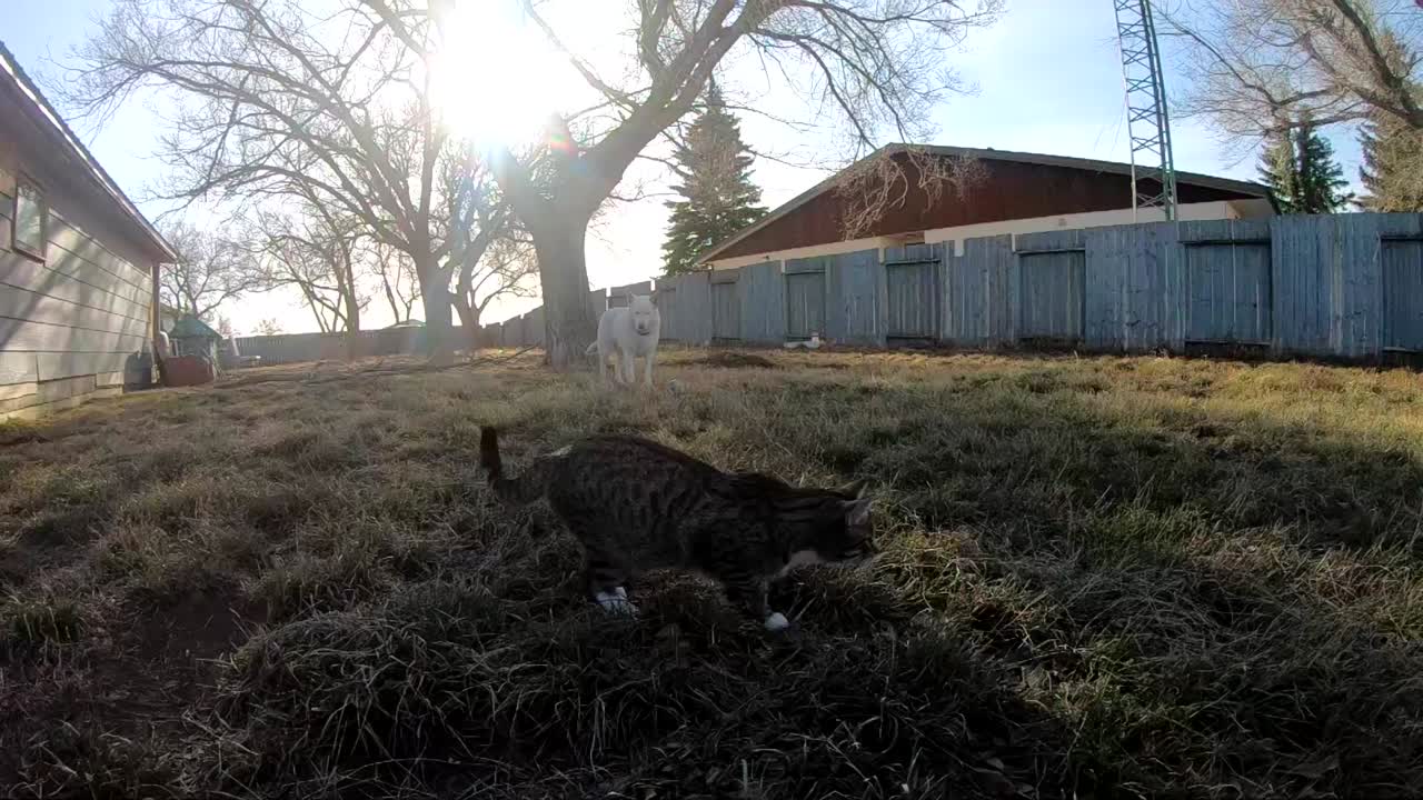 SLOW MOTION - Tabby cat jumping in the back yard of a home in the grass on a sunny day.
