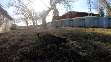 slow motion - tabby cat jumping in the back yard of a home in the grass on a sunny day.