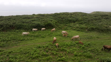 vacas pastando en el pasto costero