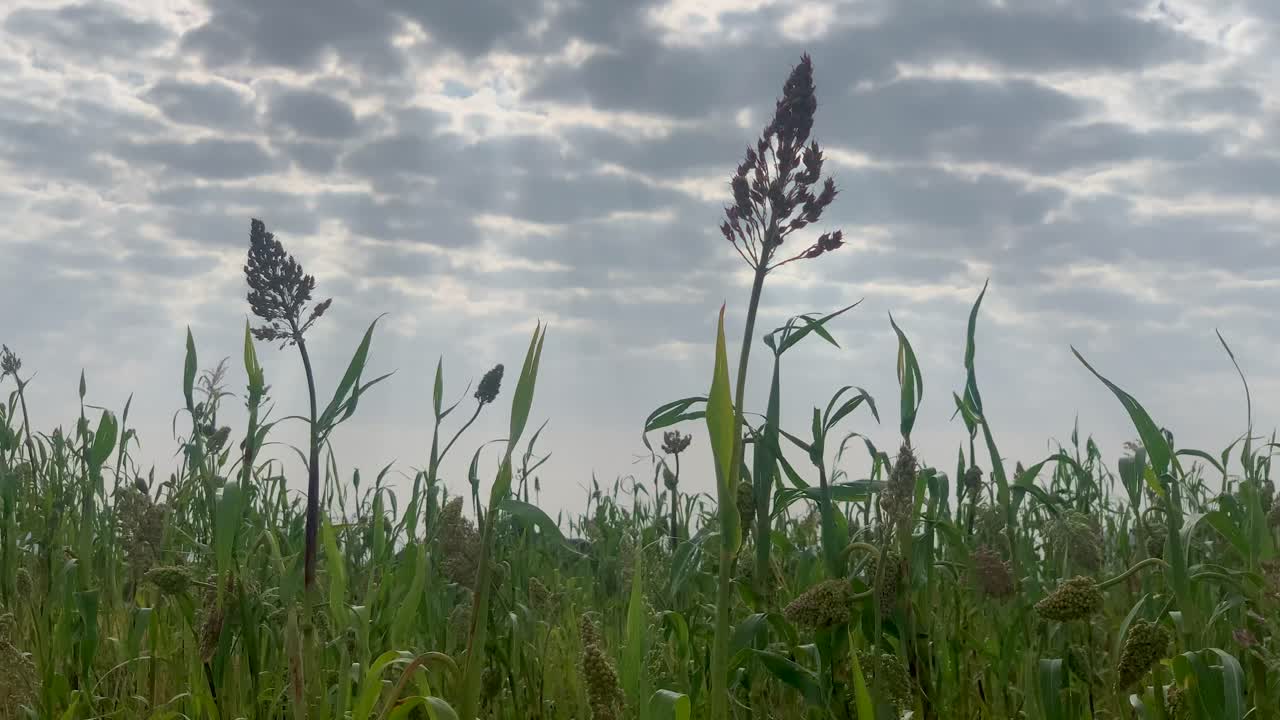 옥수수 부대는 예멘 마을의 이른 아침 수확을 준비하고 있습니다.