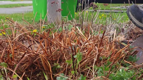 metiendo una pala en el suelo preparándose para levantar una planta