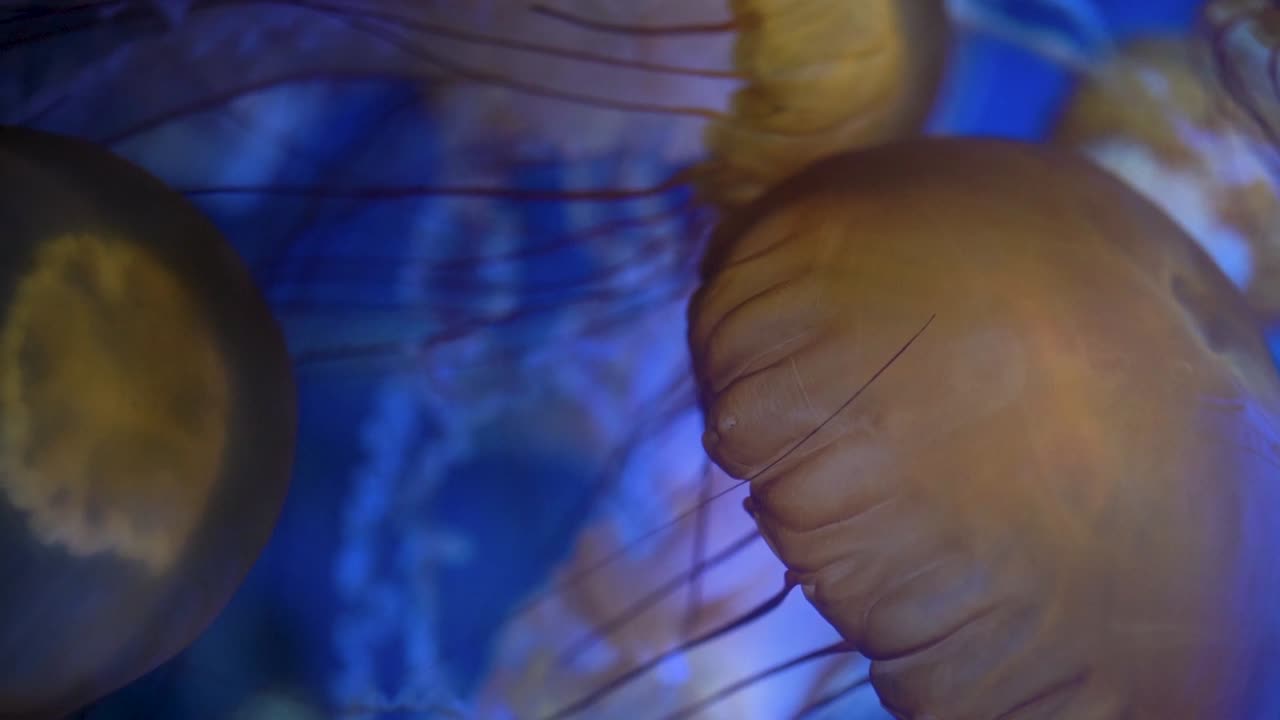 video vertical de grandes medusas amarillas con tentáculos rojos y blancos nadando en un fondo azul