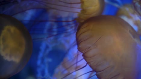 vertical-video-of-large-yellow-jellyfish-with-red-and-white-tentacles-swimming-on-a-blue-background