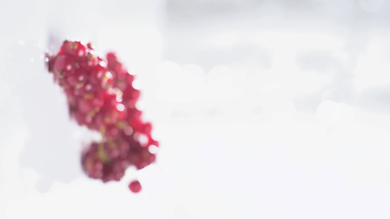 크랜베리 가지 근처에 움직이는 카메라의 수직 비디오 느린 동작, 랙 초점