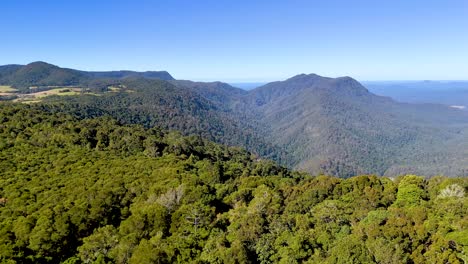 drone camera smoothly pans above dense green forest and rolling hills under clear blue sky in dorrigo, new south wales, with bright natural daylight