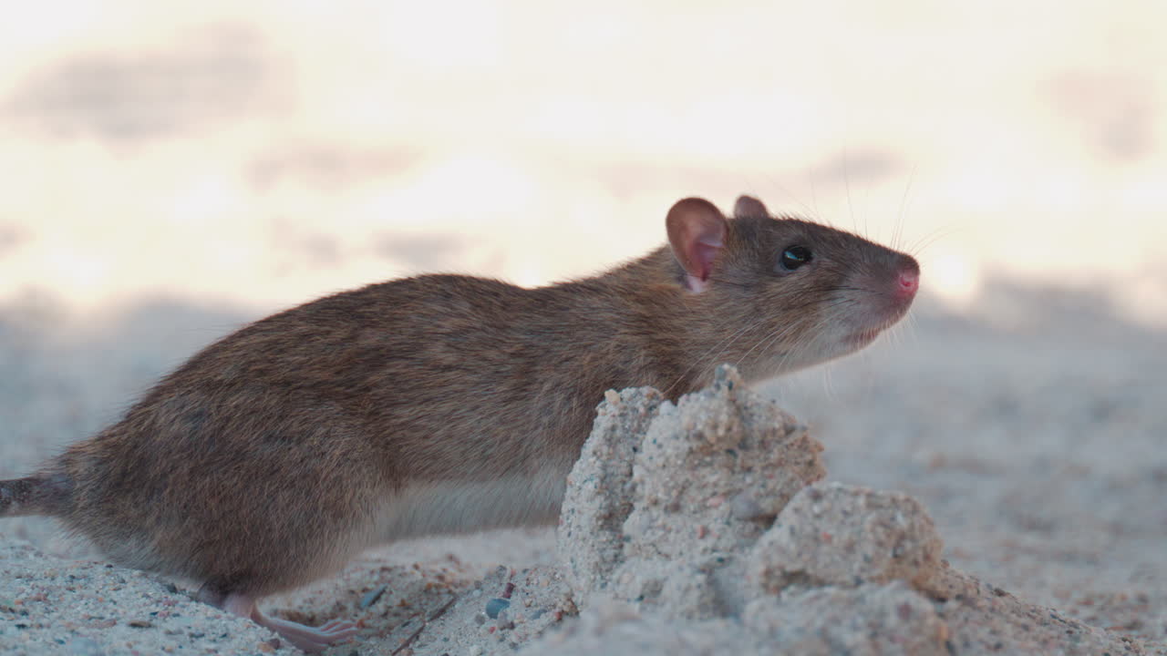 Wild rat standing on sandy surface, attentively observing its surroundings