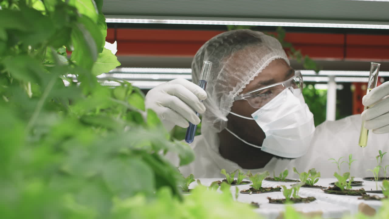 Agroengineer Doing Research On Lettuce Seedlings