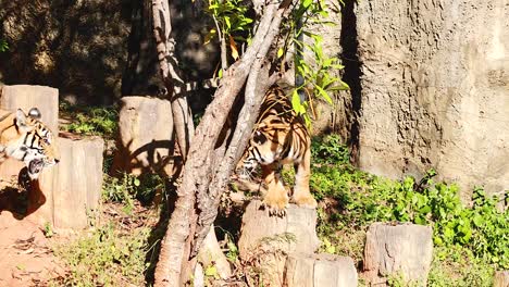 los tigres se mueven a través de su recinto en el zoológico