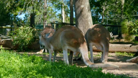 a red-necked wallaby scrapes away sand with its paws to make a hip hole at lone pine koala sanctuary in brisbane, australia on a sunny weather - closeup shot