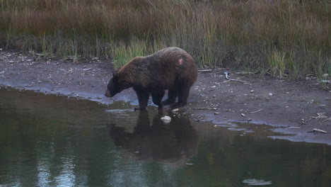 wounded grizzly bear drinking water in mountain creek