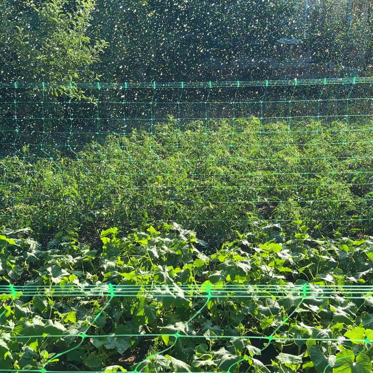 Water is dispersed on the orchard. Hot summer day watering the plants at farm