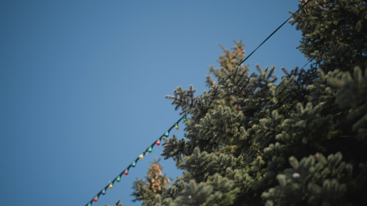 sky view of frost covered fir branch with colorful holiday lights suspended against clear blue winter sky, subtle sunlight highlighting needles and bulbs, slight breeze causing gentle sway