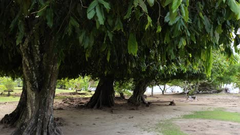 polynesian chestnut at sacred place of taputapuatea marae,raiatea, society islands,french polynesia.