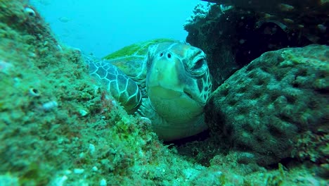 Una-Tortuga-Dormida-En-Un-Arrecife-Se-Despierta-Y-Mira-A-Su-Alrededor