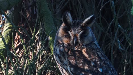 el búho real euroasiático o el pájaro bubo bubo durmiendo durante el día bajo el tronco del árbol