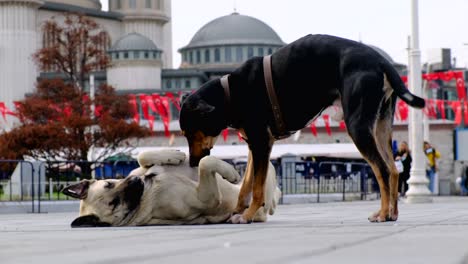 two dogs in the city square of istanbul, taksim, play with each other.