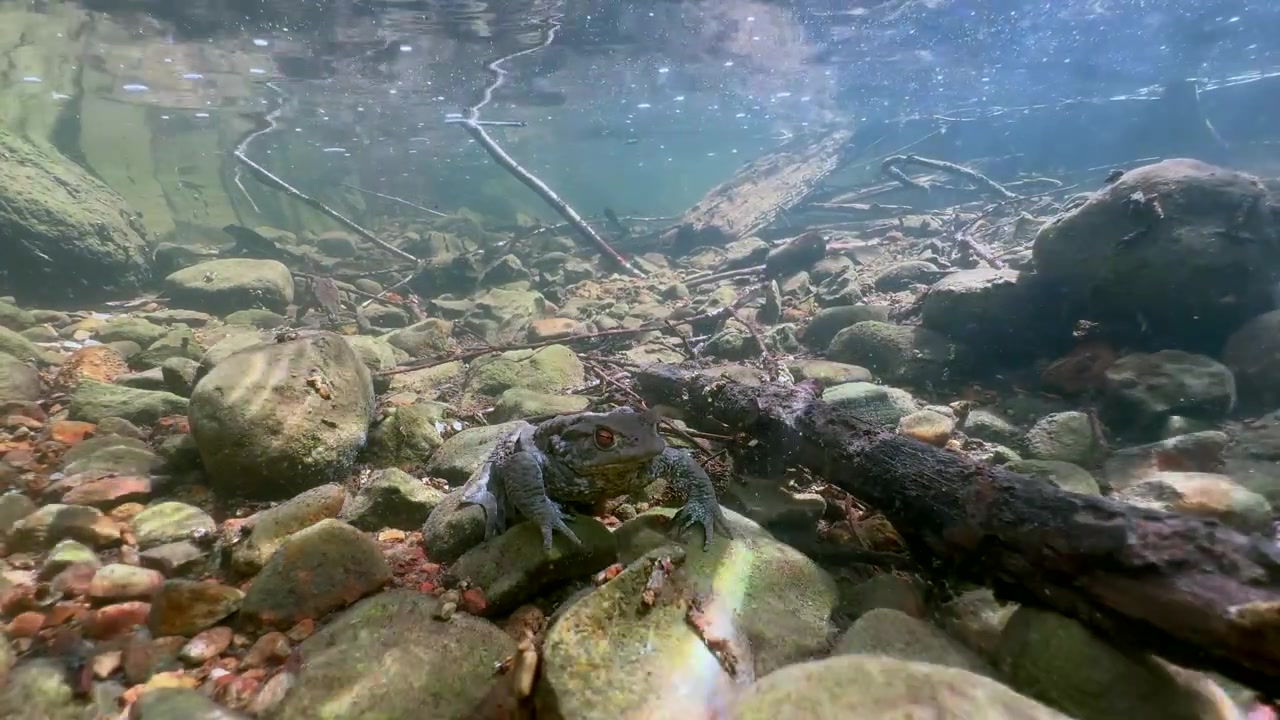 Lonely Male Common Toad (Bufo bufo) at the bottom of a clear-water stream during breeding season. Estonia.