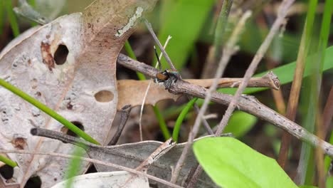 공작 거미 maratus clupeatus 교배 전 전시. 매크로