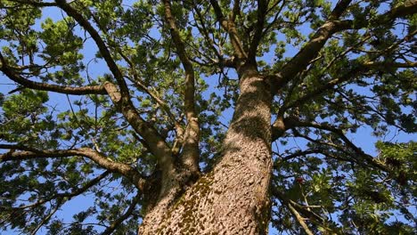 trunk and crown of a elder tree wide angle