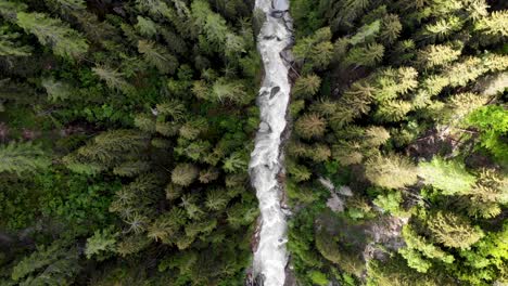 Top-down-aerial-flyover-over-the-Rhone-river-valley-in-Valais,-Switzerland-with-a-hiker-walking-across-the-Goms-suspension-bridge-high-up-above-river-and-trees