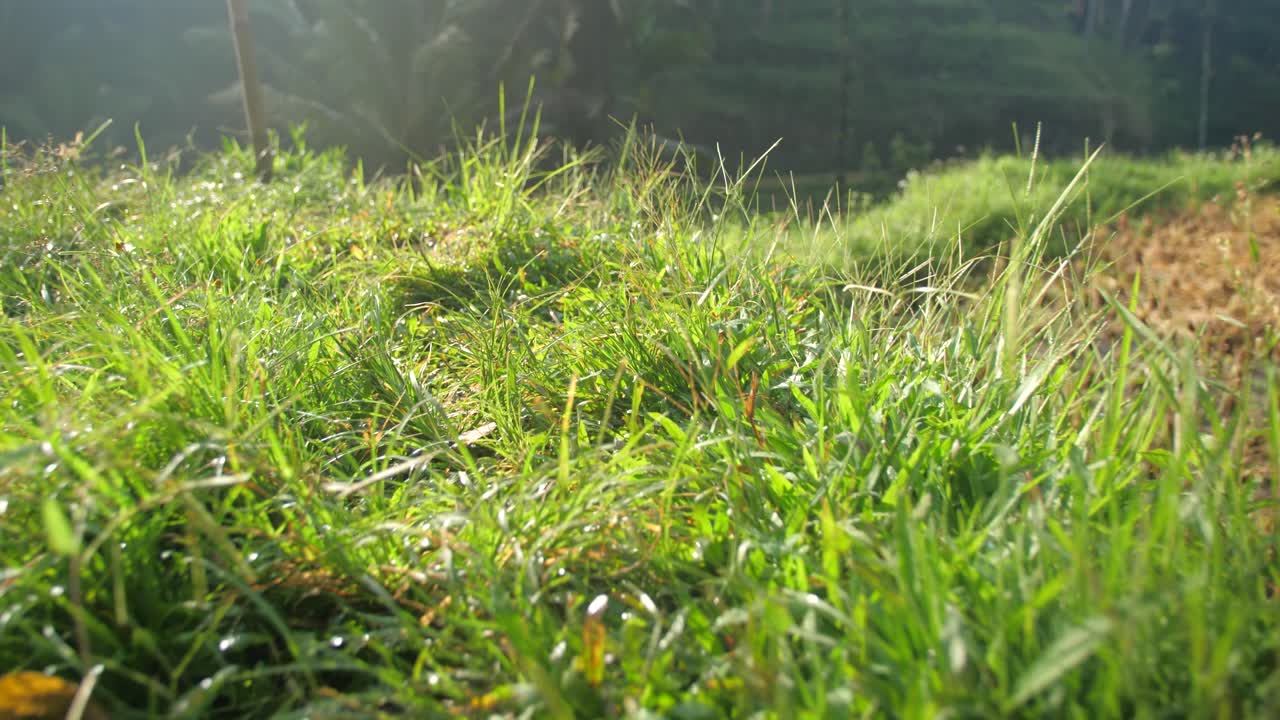 Close up of grass path between Paddy fields in the Tegalalang Rice terraces during sunny day, Ubud Bali, Indonesia