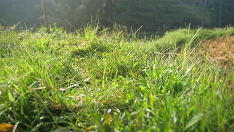 close up of grass path between paddy fields in the tegalalang rice terraces during sunny day, ubud bali, indonesia