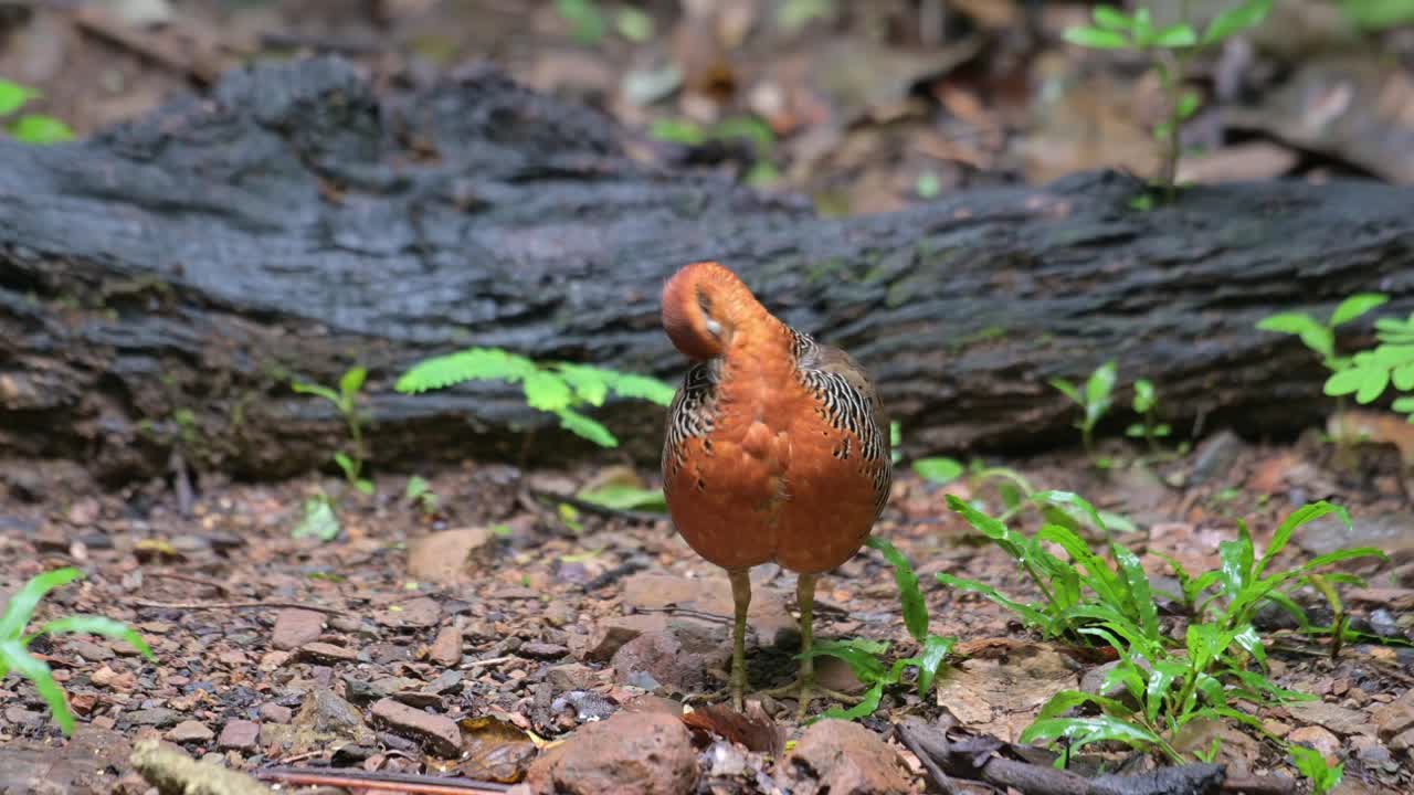앞쪽  ⁇ 털을  ⁇ 고 숲 바닥에서 먹이를 먹기 위해 앞으로 나아갑니다. ferruginous partridge caloperdix oculeus, 태국