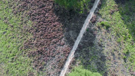 Antena-De-Brezo-Púrpura-Floreciente-En-El-Parque-Nacional-De-Meinweg,-Países-Bajos---Imágenes-De-Drones-De-4k