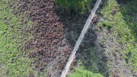 antena de brezo púrpura floreciente en el parque nacional de meinweg, países bajos - imágenes de drones de 4k