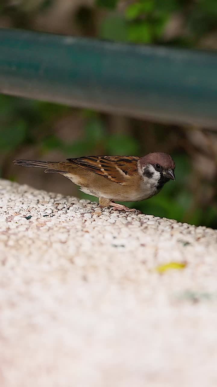 Sparrow perched on wall, surrounded by greenery
