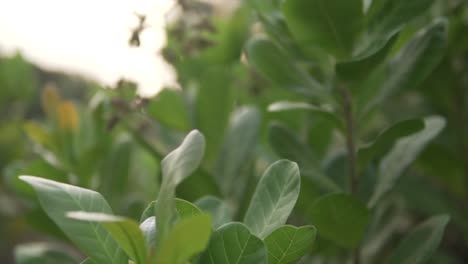 close-up shot of young cashew trees, anacardium occidentale