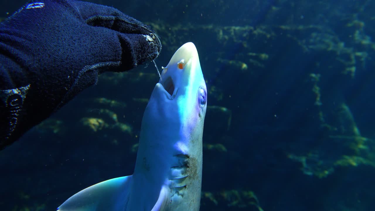 Freediver holding Mustelus mustelus carcass by nylon line with sunbeams. Overfishing