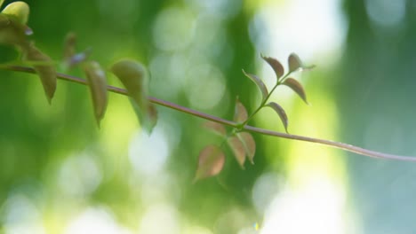 Close-up-of-twig-in-park