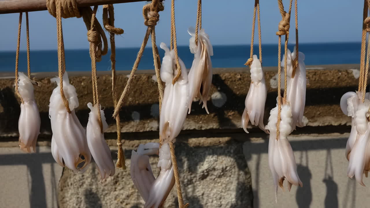 Squid or Octopus Drying by the Sea