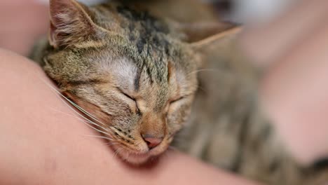 close-up view of cat sleeping