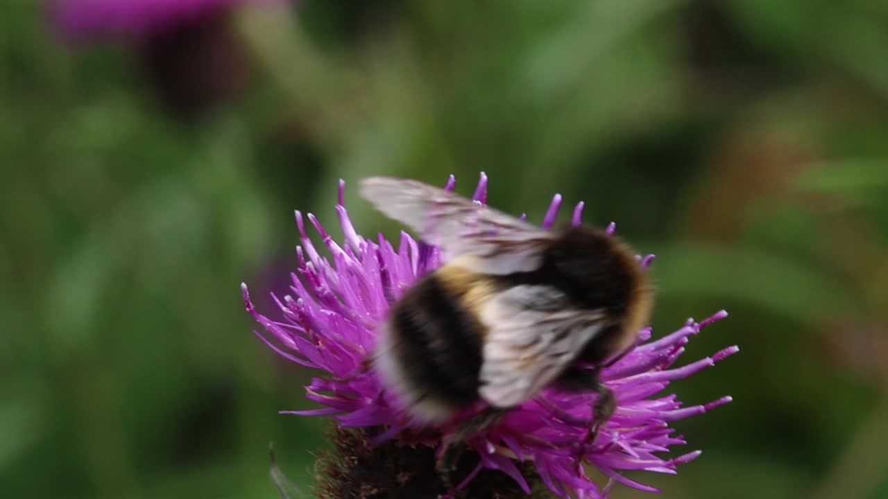 Bumblebee on a Purple Thistle