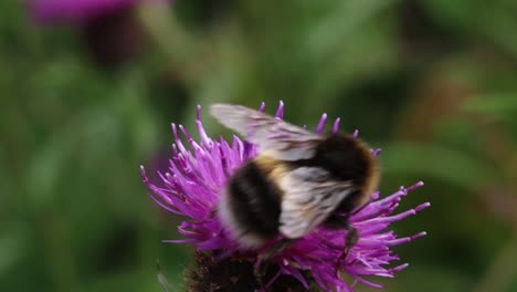 bumblebee on a purple thistle