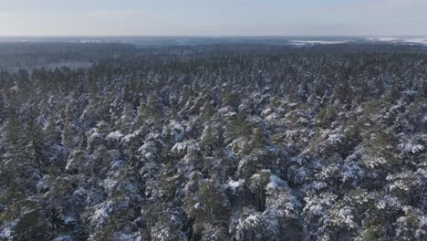 drone soars above a vast snowy forest in the baltic region