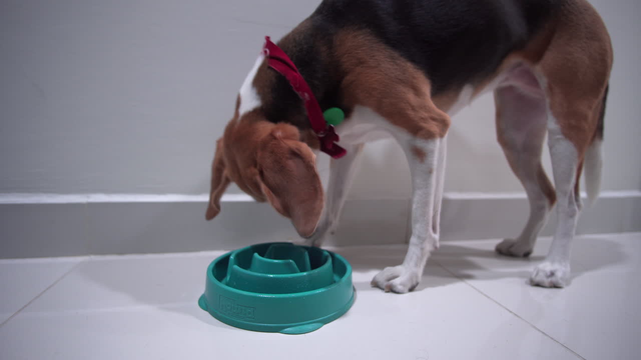 cão beagle comendo o jantar rápido de sua tigela