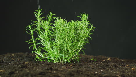 rosemary herb plant growing in garden soil being watered or in rain