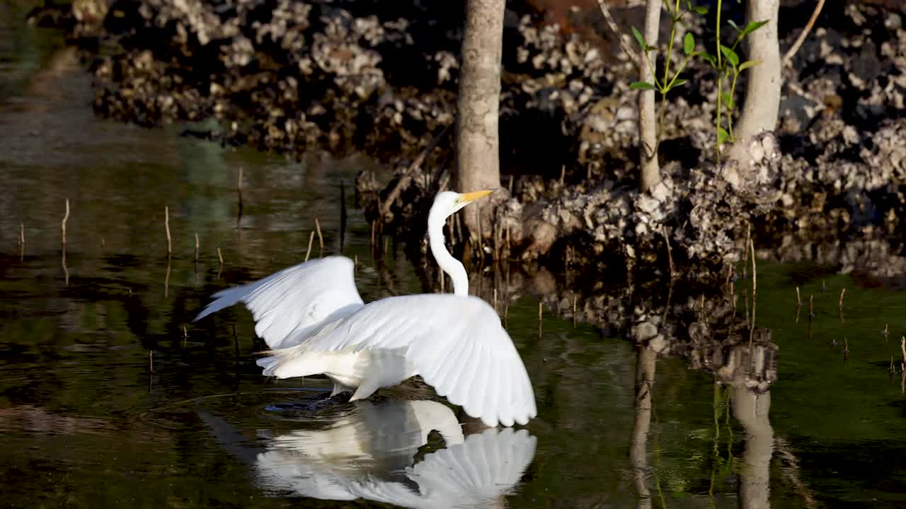 물 위 를 날아다니는 큰 독수리